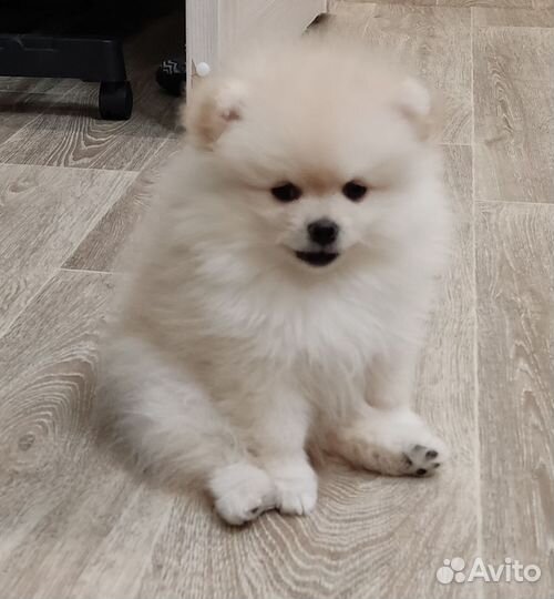 Померанский шпиц девочка