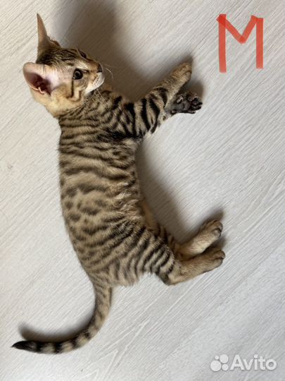 Бенгальская