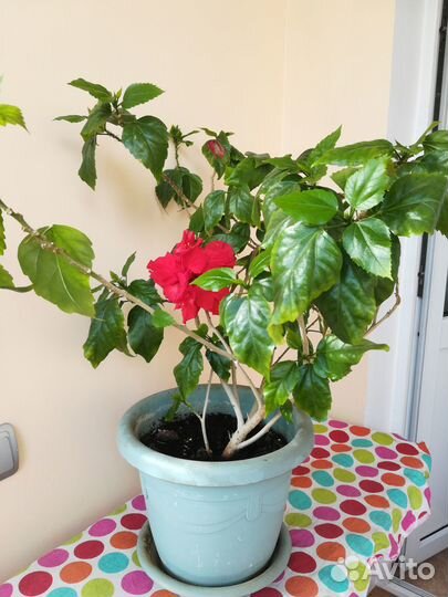 Гибискус китайская роза