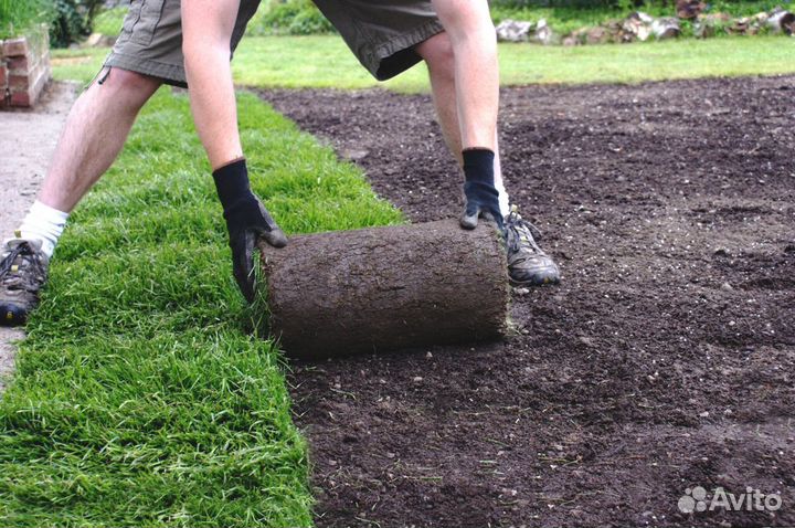 Рулонный газон под ключ