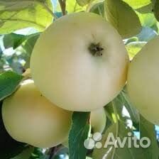 Саженцы яблонь, возраст 2 года. Полукарлик