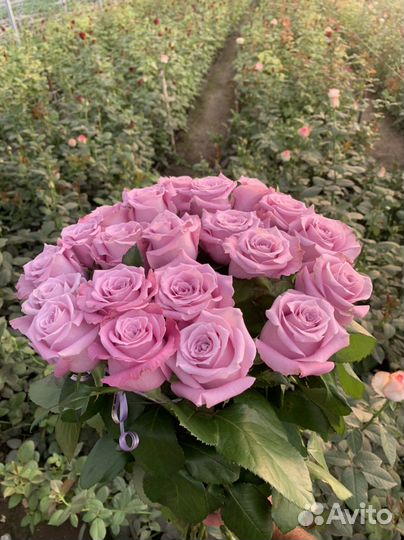 Розы с теплицы, Оптом