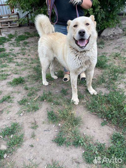 Мишка в поисках дома