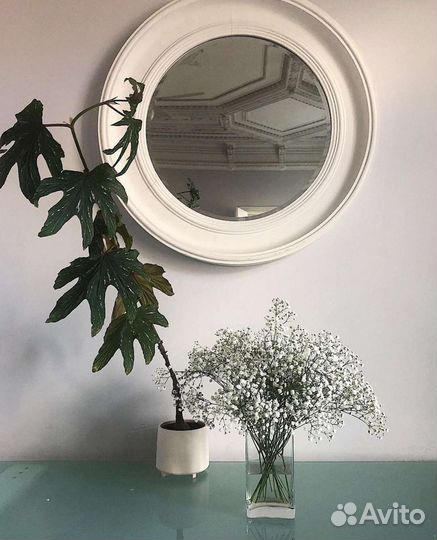 Бегония Begonia aconitifolia