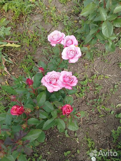 Саженцы роз