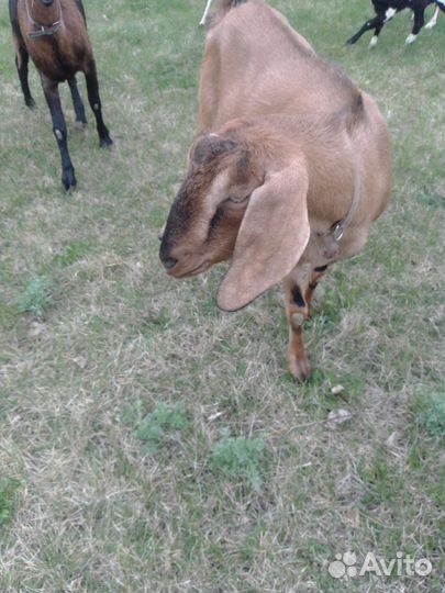 Англонубийские козочки