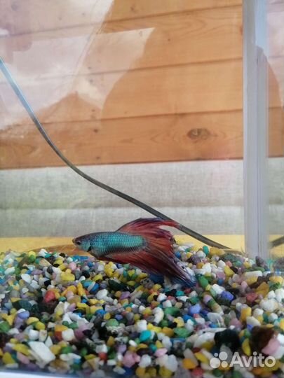 Аквариум с рыбкой петушок
