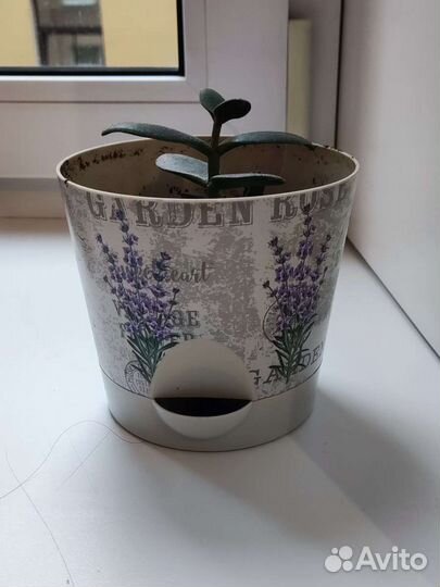 Денежное дерево, росток в горшке