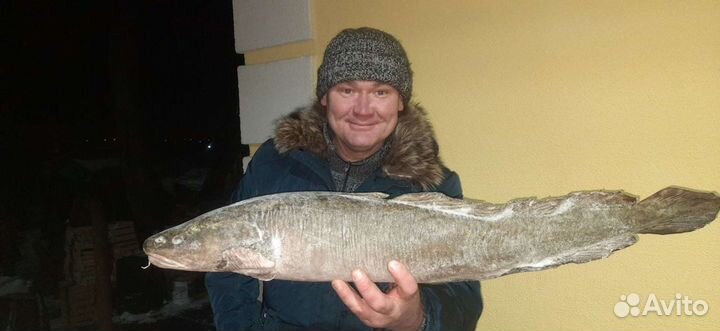 Свежая рыба Налим