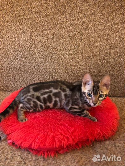 Бенгальские котята