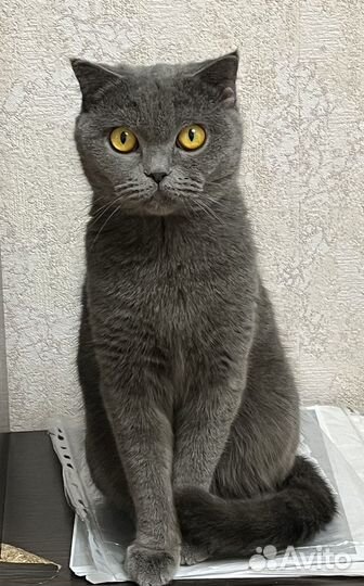 Британская