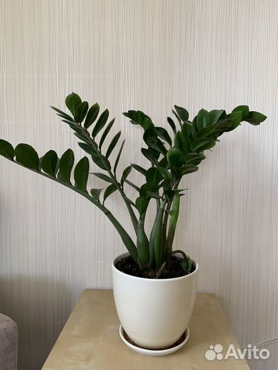 Замиокулькас