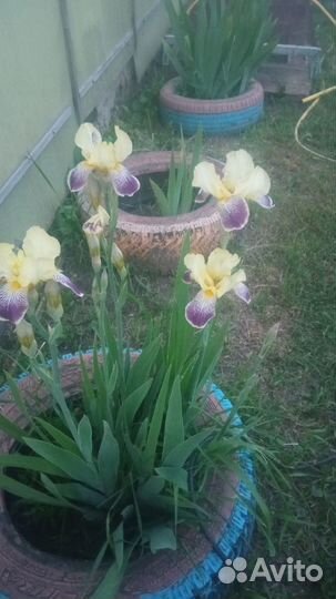 Садовые цветы