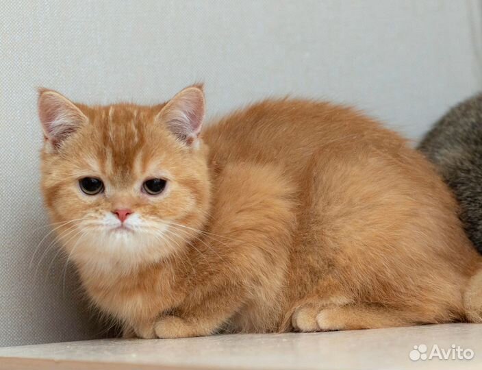 Шотландский кот Василис
