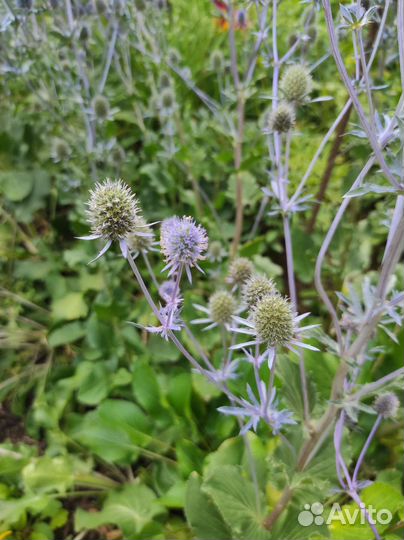 Синеголовник саженцы