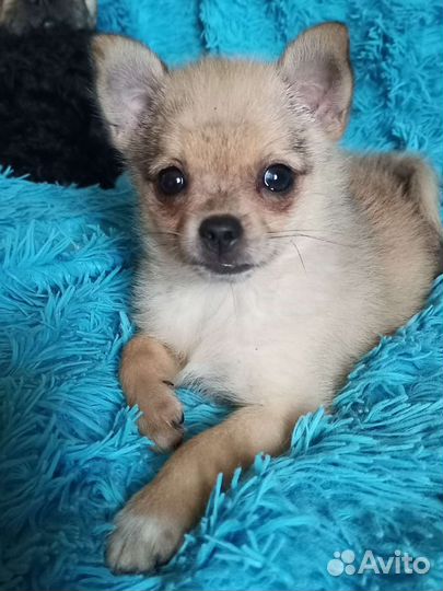 Чихуахуа мини девочка
