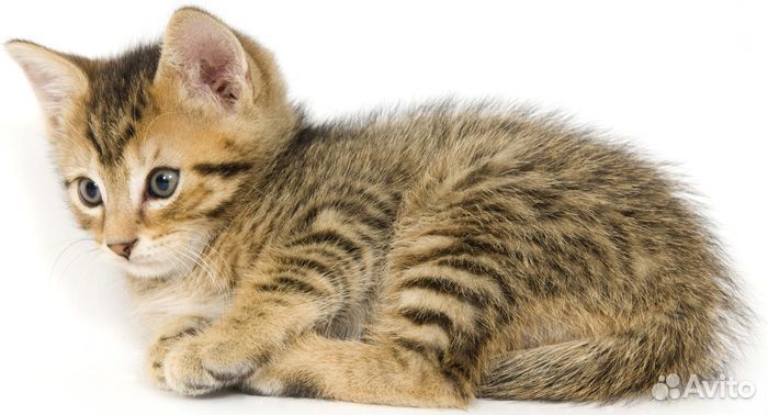 Девочка тигрёнок