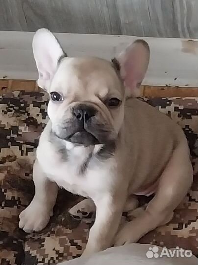 Французский бульдог щенок