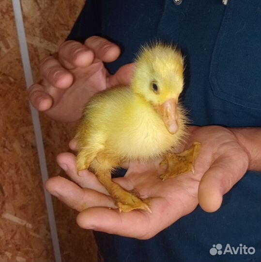 Гусята элитные