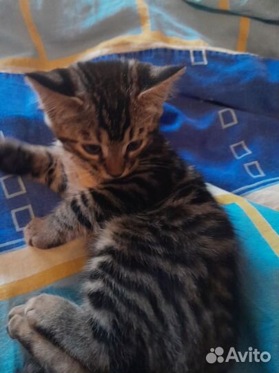 Котята бенгалы