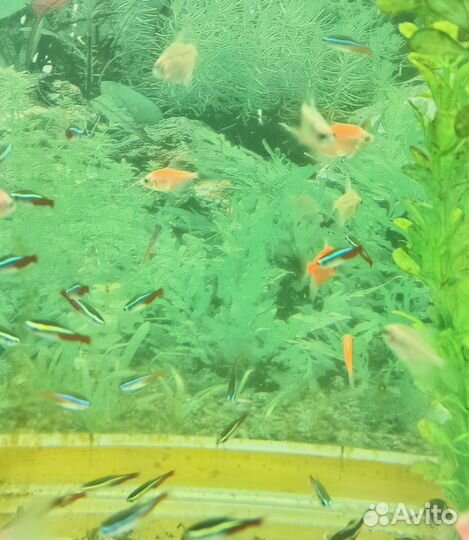 Аквариумные рыбки и растения