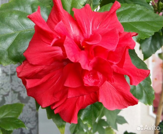 Гибискус - Китайская Роза