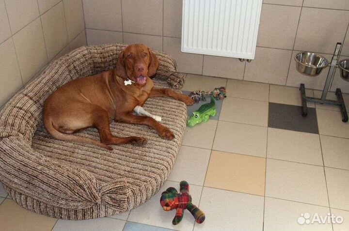 Зоогостиница. Передержка кошек и собак официально