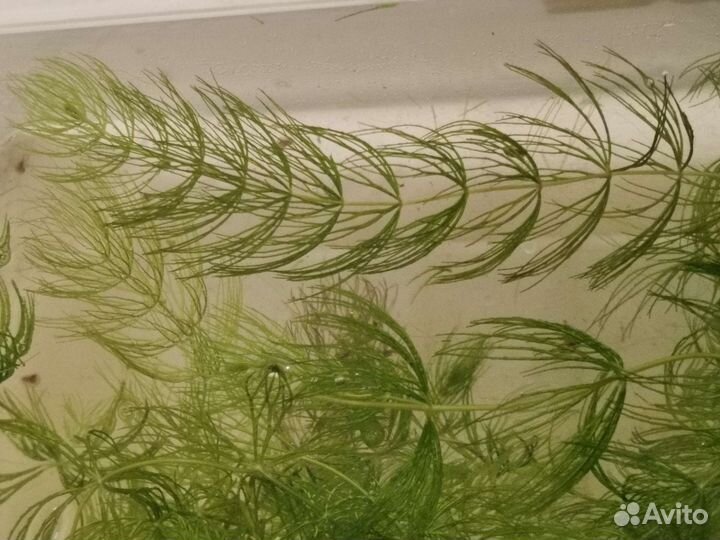 Растения для аквариума