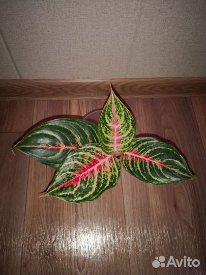 Аглаонемы тайские