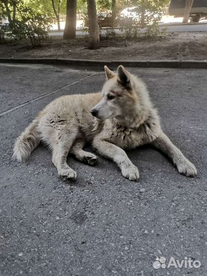 Сибирский хаски