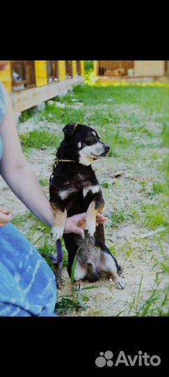 Собака в добрые руки