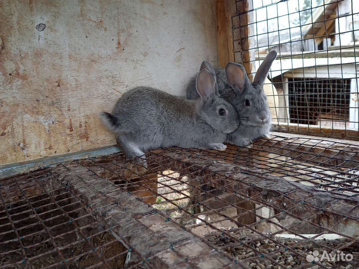 Кролик советская шиншилла