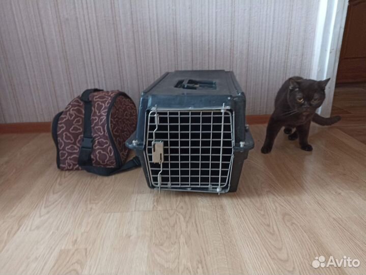 Клетка переноска для кошек аренда