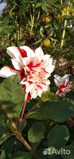 Растения цветы для сада