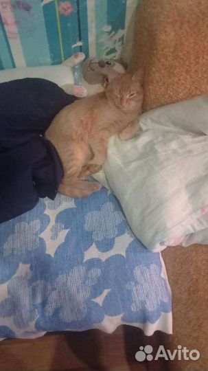 Рыжая кошка девочка