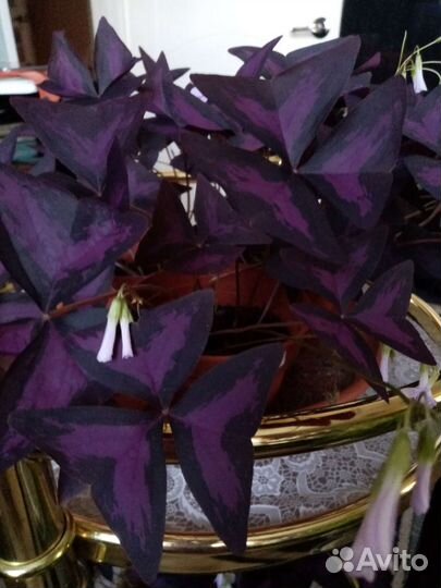 Кислица оксалис