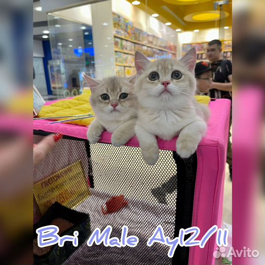 Британский элитный котёнок