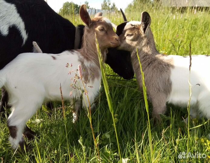 Карликовые камерунские козы(козлята)