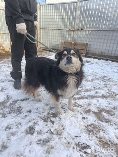 Собака в добрые руки отдам бесплатно