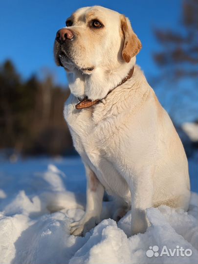 Вязка лабрадор ретривер