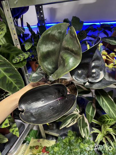 Геогемантус mignight pearl