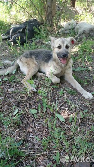 Молодые стерилизованные собачки