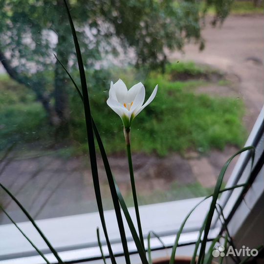 Выскочка
