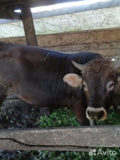 Бык на племя