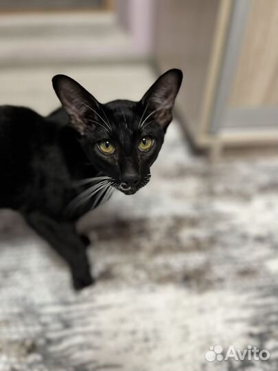 Котенок ориентал мальчик