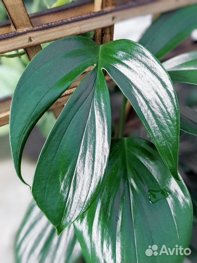 Рафидофора декурсива