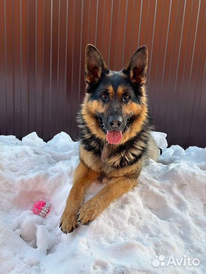 Кобель для вязки немецкая овчарка