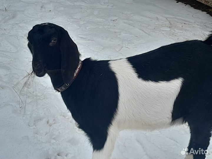 Козлята подрощенные