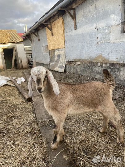 Козы нубийские, камори