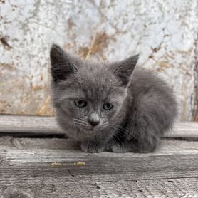 Котенок в добрые руки бесплатно